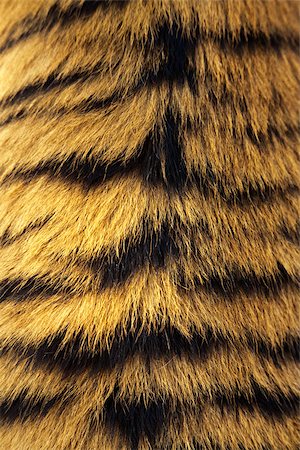 fur - Tigers fur Stock Photo - Premium Royalty-Free, Code: 614-02985426