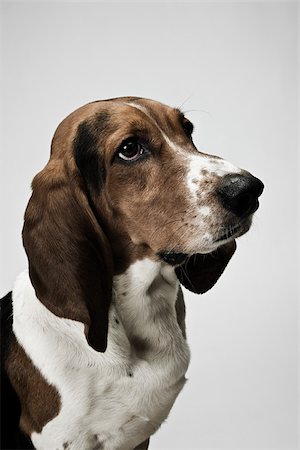 dog heads close up - Basset hound Stock Photo - Premium Royalty-Free, Code: 614-03080431