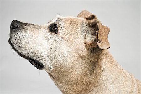 dog heads close up - Pitbull terrier Stock Photo - Premium Royalty-Free, Code: 614-03080445