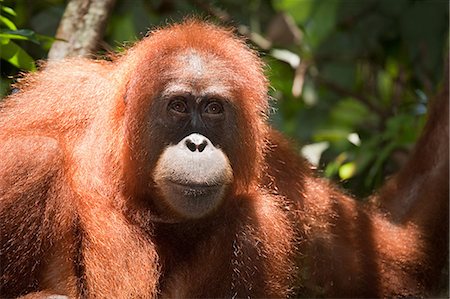 sumatra tourist destinations - Orangutan in sumatra Stock Photo - Premium Royalty-Free, Code: 614-03241228