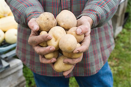 potato farm - Farmer holding potatoes Stock Photo - Premium Royalty-Free, Code: 614-03359437