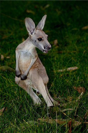 red kangaroo standing - Kangaroo at wildlife park. Stock Photo - Premium Royalty-Free, Code: 614-03360033