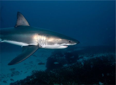 Great White Shark Stock Photo - Premium Royalty-Free, Code: 614-03360061