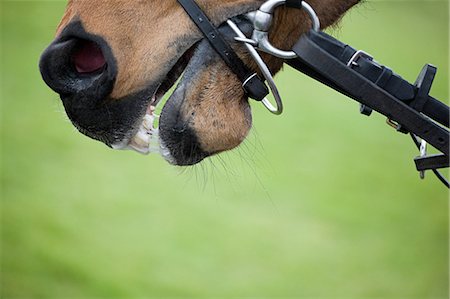 reins - Race horse's mouth, close up Stock Photo - Premium Royalty-Free, Code: 614-03393808