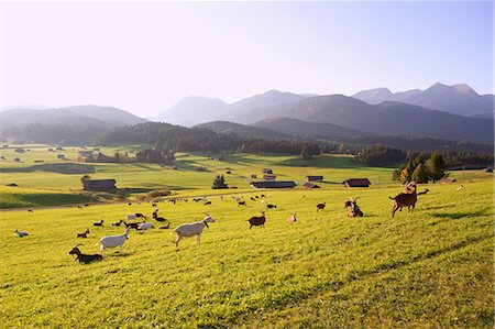 Goats in meadow with wetterstein mountains in background Stock Photo - Premium Royalty-Free, Code: 614-03506783