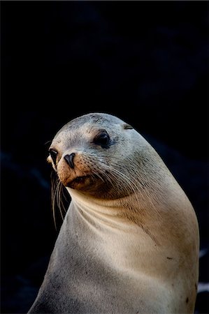simsearch:400-04533218,k - Galapagos sea lion. Stock Photo - Premium Royalty-Free, Code: 614-03551505