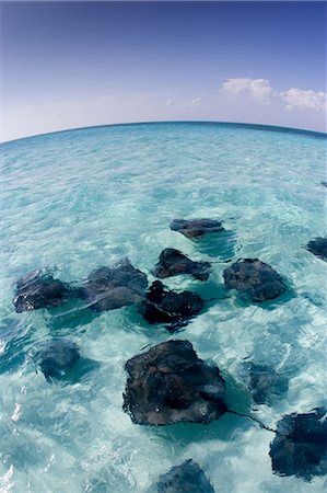 Stingrays, Grand Cayman. Stock Photo - Premium Royalty-Free, Code: 614-03551527