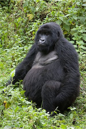 Female mountain gorilla Stock Photo - Premium Royalty-Free, Code: 614-03576897