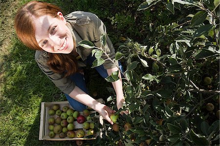 farmer looking at farm photos - Young woman picking fresh apples Stock Photo - Premium Royalty-Free, Code: 614-03684474