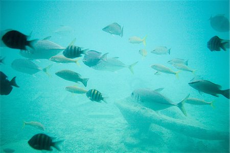 simsearch:614-05955439,k - Fish in sea, Curacao, Antilles Stock Photo - Premium Royalty-Free, Code: 614-03697075