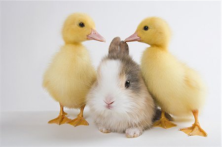 duck (bird) - Two ducklings and rabbit, studio shot Stock Photo - Premium Royalty-Free, Code: 614-03747444