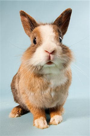 One rabbit, studio shot Stock Photo - Premium Royalty-Free, Code: 614-03747619