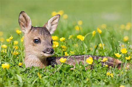 deer and fawn - Cute fawn sitting on grass Stock Photo - Premium Royalty-Free, Code: 614-03747627