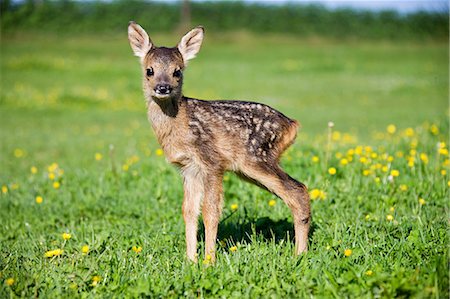 deer and fawn - Cute fawn standing on grass Stock Photo - Premium Royalty-Free, Code: 614-03747634