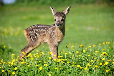 deer and fawn - Cute fawn standing on grass Stock Photo - Premium Royalty-Free, Code: 614-03747638
