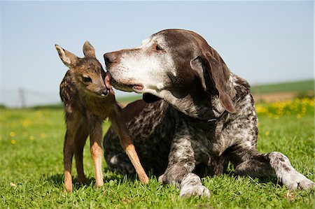 deer and fawn - Fawn and dog sitting on grass Stock Photo - Premium Royalty-Free, Code: 614-03747647