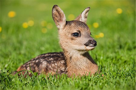 deer and fawn - Cute fawn sitting on grass Stock Photo - Premium Royalty-Free, Code: 614-03747642