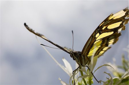 Monarch butterfly Foto de stock - Sin royalties Premium, Código: 614-03763916