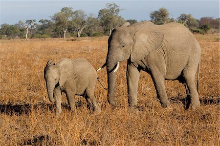 Mother and baby elephant Stock Photo - Premium Royalty-Free, Code: 614-03784215