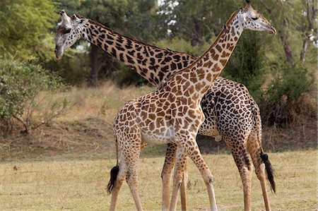 Male and female giraffes Stock Photo - Premium Royalty-Free, Code: 614-03784217