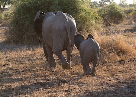 Mère et bébé éléphant Photographie de stock - Premium Libres de Droits, Code: 614-03784211