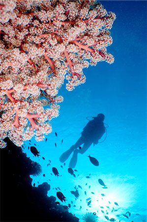 divers underwater - Scuba diver and soft coral Stock Photo - Premium Royalty-Free, Code: 614-03784248