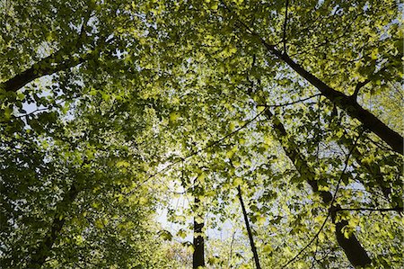 Looking up at trees Stock Photo - Premium Royalty-Free, Code: 614-03903429