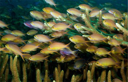 fish school - Schooling anthias, coral reef Stock Photo - Premium Royalty-Free, Code: 614-03903783