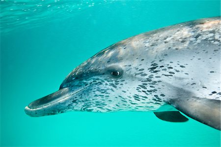 spotted - Atlantic  Spotted Dolphin Foto de stock - Sin royalties Premium, Código: 614-03903868