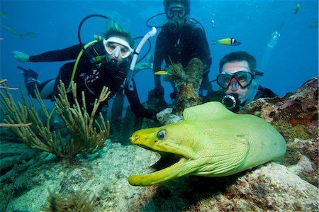 saltwater - Divers with moray eel Stock Photo - Premium Royalty-Free, Code: 614-03903860