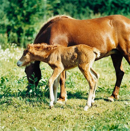 foal - A foal and a horse in a pasture. Stock Photo - Premium Royalty-Free, Code: 6102-03748099