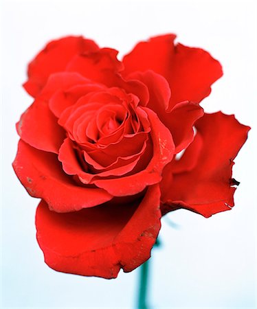 single rose - Red rose on a white background. Stock Photo - Premium Royalty-Free, Code: 6102-03749325