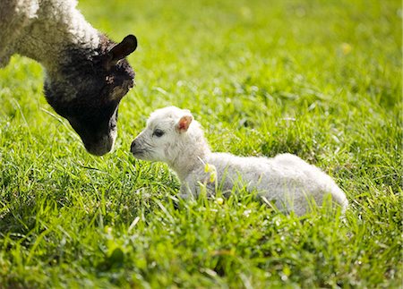 A sheep and a lamb in a pasture. Stock Photo - Premium Royalty-Free, Code: 6102-03749641