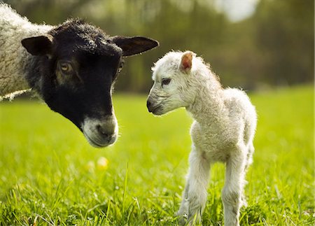 A sheep and a lamb in a pasture. Stock Photo - Premium Royalty-Free, Code: 6102-03749642