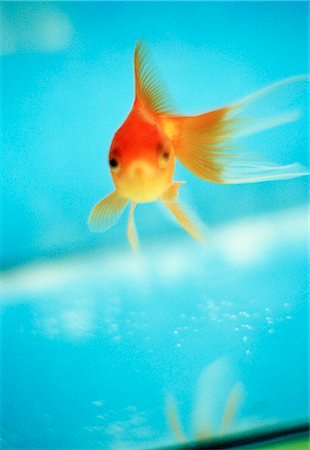 A goldfish in an aquarium. Stock Photo - Premium Royalty-Free, Code: 6102-03749684