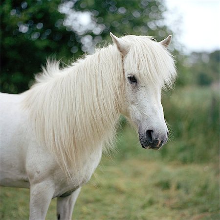 pony - A white pony. Stock Photo - Premium Royalty-Free, Code: 6102-03750327