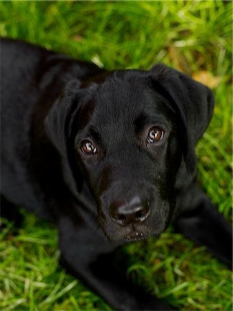 A labrador. Stock Photo - Premium Royalty-Free, Code: 6102-03750975