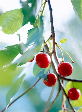 european cherry trees branches - Gros plan de cerises sur branche Photographie de stock - Premium Libres de Droits, Code: 6102-03859535