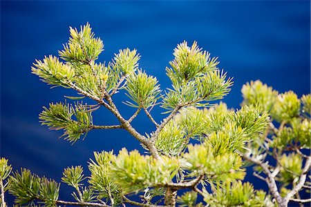 pine branch - Pine tree branch, Sweden. Stock Photo - Premium Royalty-Free, Code: 6102-03865756