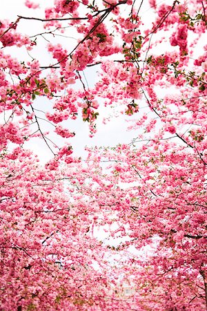 european cherry trees branches - Cherry blossom, Sweden. Stock Photo - Premium Royalty-Free, Code: 6102-03865764