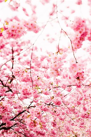 european cherry trees branches - Cerisier, Kungstradgarden, Stockholm, Suède. Photographie de stock - Premium Libres de Droits, Code: 6102-03865765
