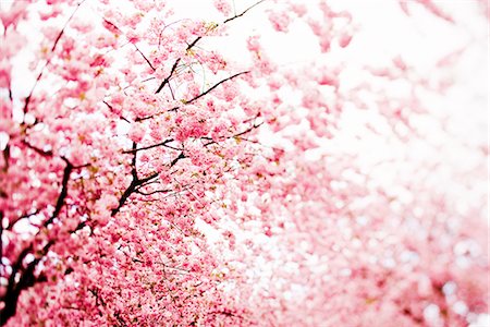 european cherry trees branches - Cerisier, Kungstradgarden, Stockholm, Suède. Photographie de stock - Premium Libres de Droits, Code: 6102-03865766