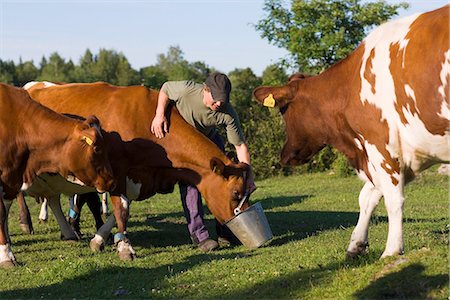 simsearch:6102-07158265,k - A farmer feeding cows in the pasture, Sweden. Stock Photo - Premium Royalty-Free, Code: 6102-03866099
