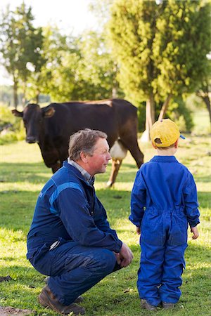 farmer looking at farm photos - A farmer feeding cows in the pasture, Sweden. Stock Photo - Premium Royalty-Free, Code: 6102-03866100