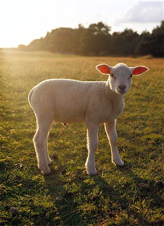 A lamb at the setting of the sun, Sweden. Foto de stock - Sin royalties Premium, Código: 6102-03866348