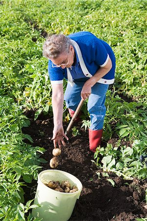 simsearch:6102-06965813,k - A woman in a potato-field, Skane, Sweden. Stock Photo - Premium Royalty-Free, Code: 6102-03866543