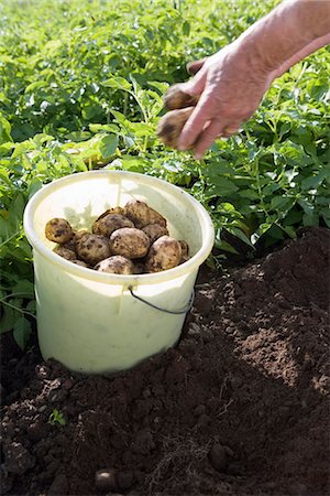 simsearch:6102-06965816,k - New potatoes in a bucket, Skane, Sweden. Stock Photo - Premium Royalty-Free, Code: 6102-03866544