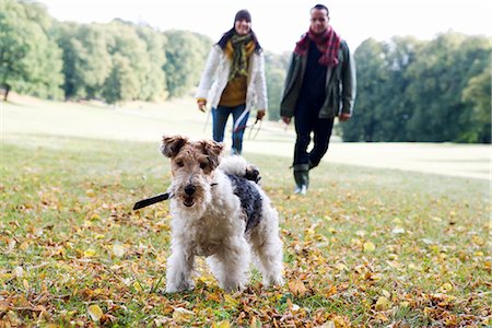 dog stick - A man and a woman playing with a dog in a park an autumn day, Sweden. Stock Photo - Premium Royalty-Free, Code: 6102-03867015
