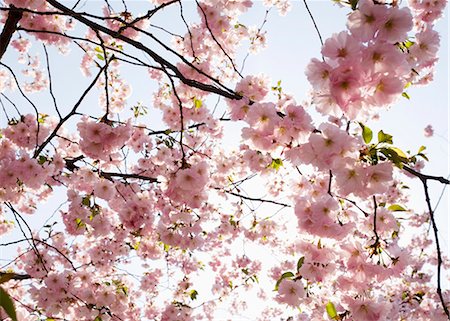 european cherry trees branches - Cherry-blossom, Sweden. Foto de stock - Sin royalties Premium, Código: 6102-03867263