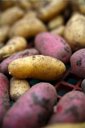 potato farm - Potatoes in different colours, Norrbotten, Sweden. Stock Photo - Premium Royalty-Free, Code: 6102-03827553